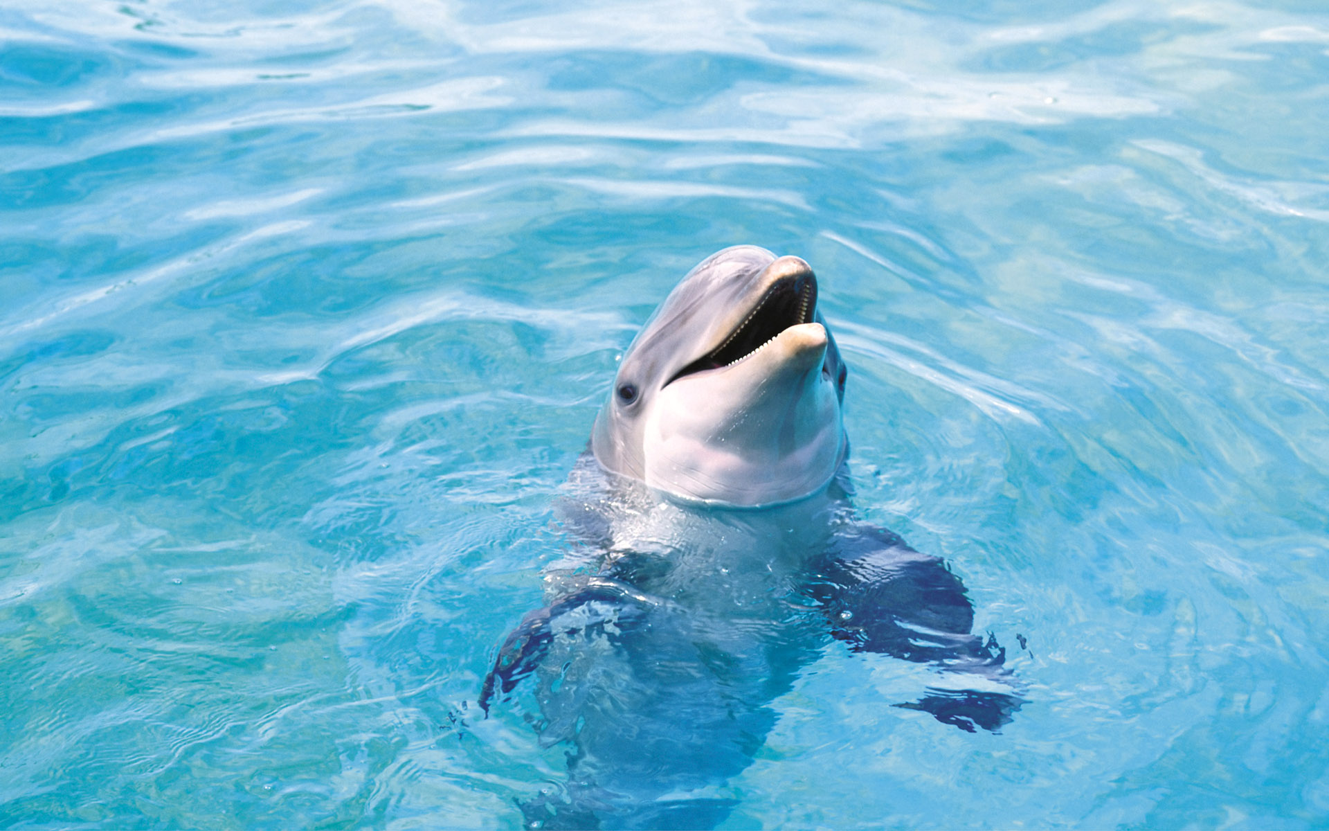 Ocean Animals Dolphins