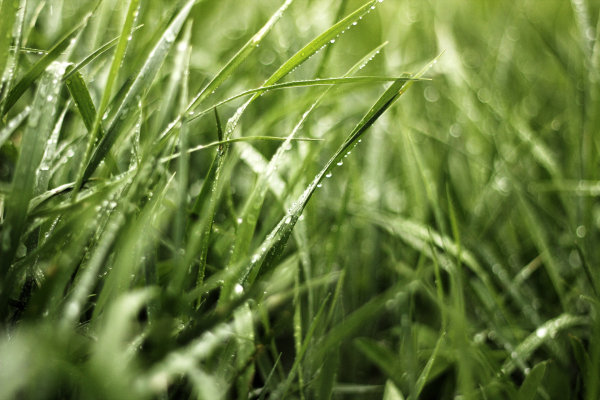 Dew,Leaf,Grass,Lake,Forest,Moss,Pine needles,Lavender,Flower,Daisy