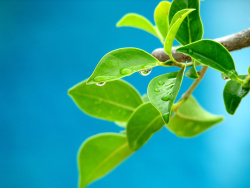 Vista Plant wallpaper series -2