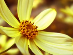 Daisy wallpaper
